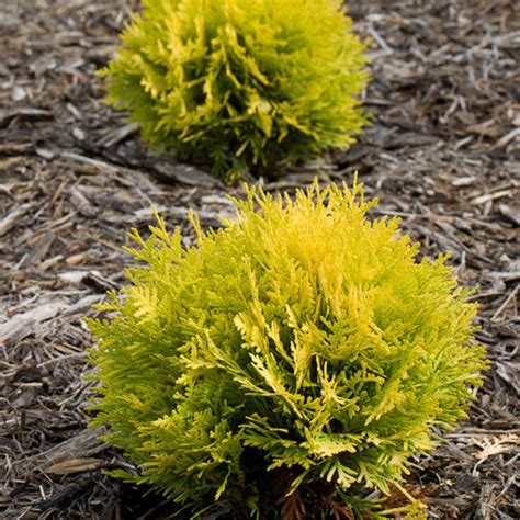 The Key to a Magical Landscape: Incorporating Ball Arborvitae into Your Garden Design